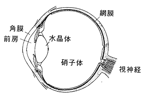 目の構造